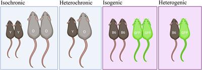 An optimized mouse parabiosis protocol for investigation of aging and rejuvenative mechanisms